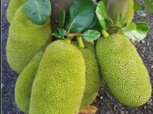 Raw Jack Fruit(ইচোর)