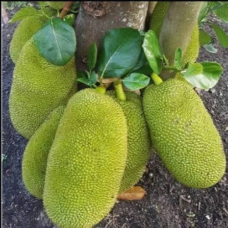 Raw Jack Fruit(ইচোর)