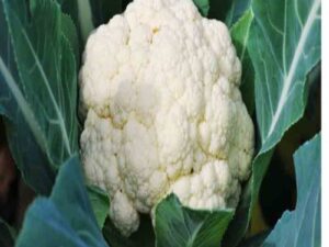 Cauliflower(ফুলকপি)