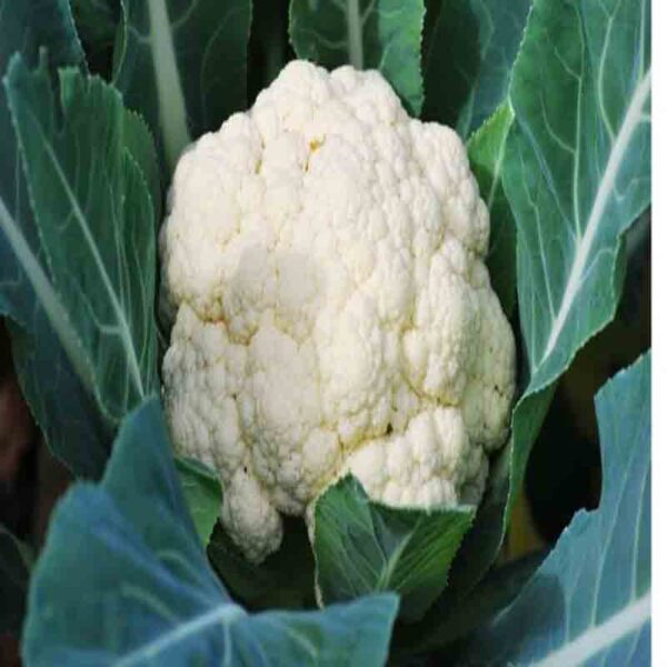 Cauliflower(ফুলকপি)