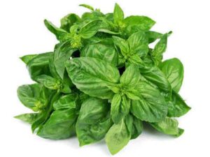 Basil