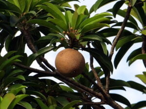 Chikoo (সবেদা)