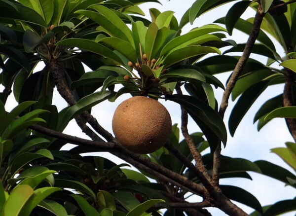 Chikoo (সবেদা)