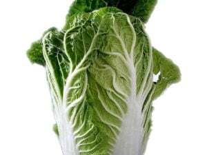 Chinese Cabbage