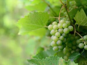 Grapes (আঙুর)
