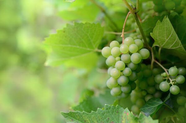 Grapes (আঙুর)