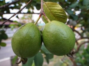 Guava(পেয়ারা)