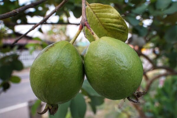 Guava(পেয়ারা)