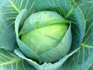 Cabbage(বাধাকপি)