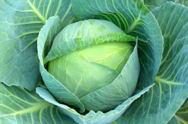 Cabbage(বাধাকপি)