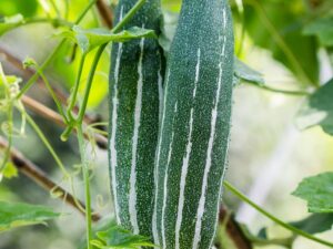 Snake Gourd(চিচিঙগা)