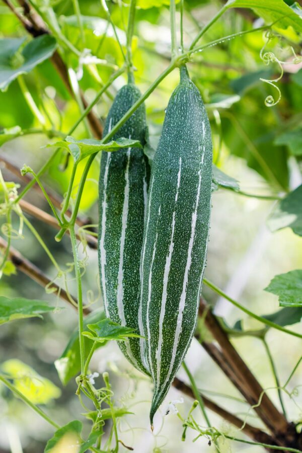 Snake Gourd(চিচিঙগা)