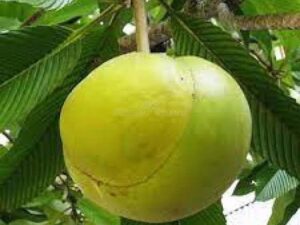 Elephant Apple(চালতা)