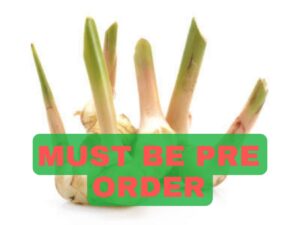 Thai Ginger(থাই আদা)