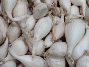 Ek Koya Rosoon(এক কুয়া রসুন)