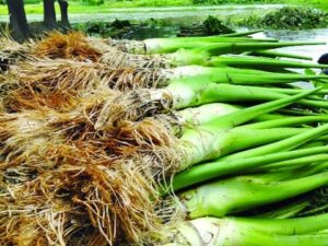 Taro Tree(কচু)
