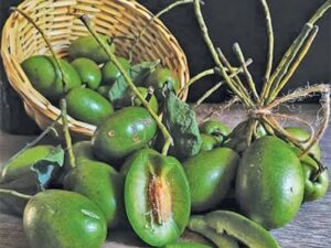 Indian Olive (জলপাই)