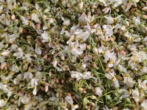 Drumstick Flowers( স্বজনা ফুল)